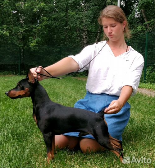 Кобель цвергпинчера для вязки