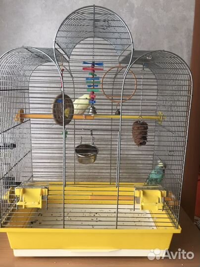 Волнистые попугаи