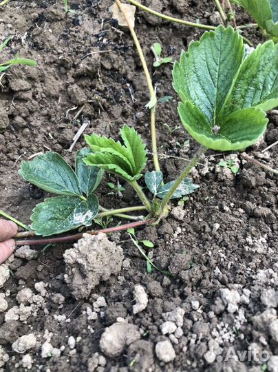 Рассада клубники Купчиха