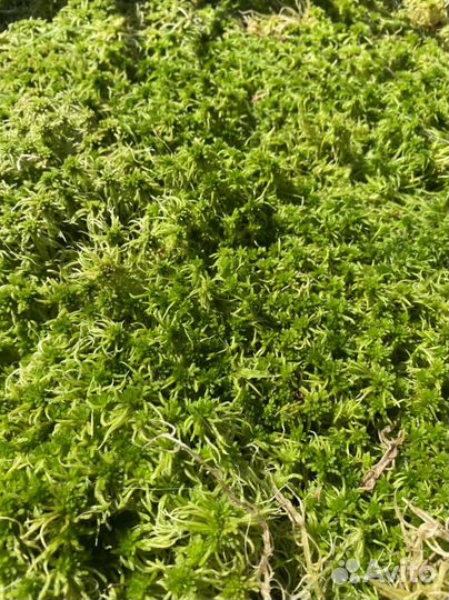 Мох сфагнум живой и сухой