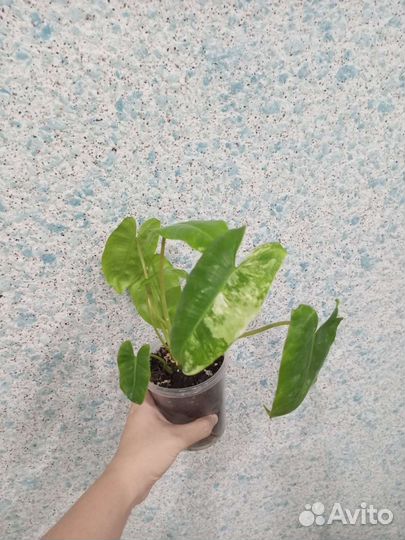 Филодендрон бурле макс вар, Black Cardinal