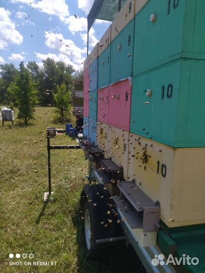 Мед подсолнечный