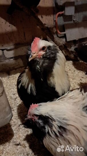 Молодые петрушки Фавероль