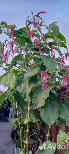 Аморантовое дерево семена