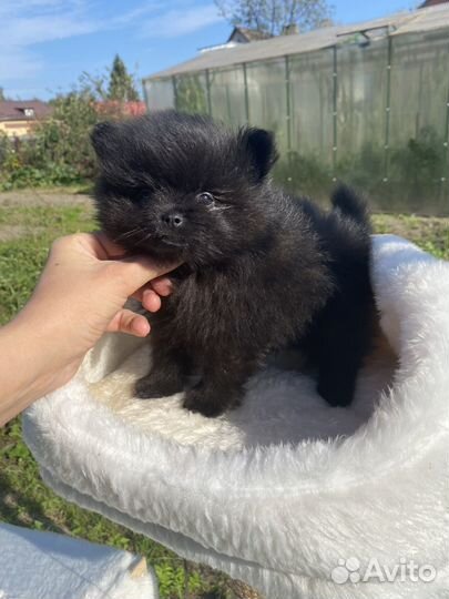 Девчонки и мальчишки шпица