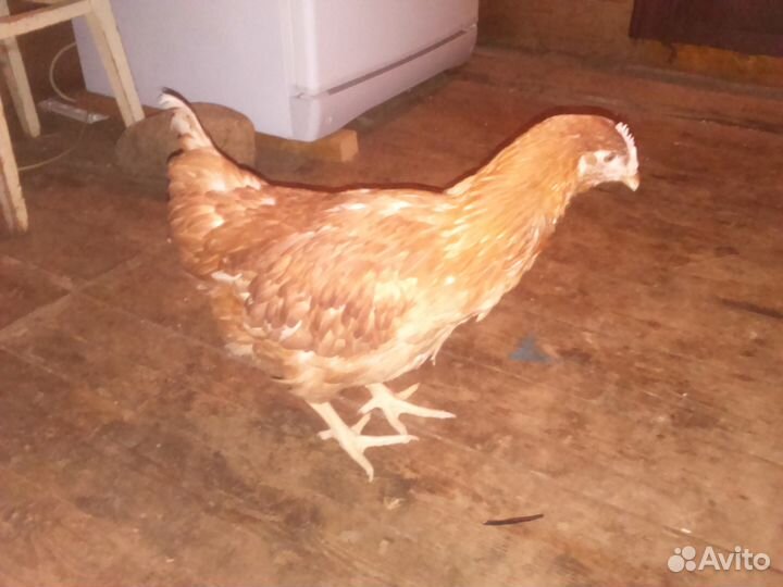 Куры молодки