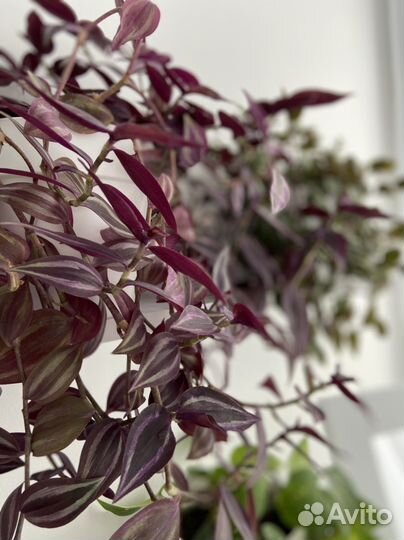 Черенки традесканции