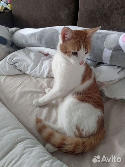 Молодой котик в дар