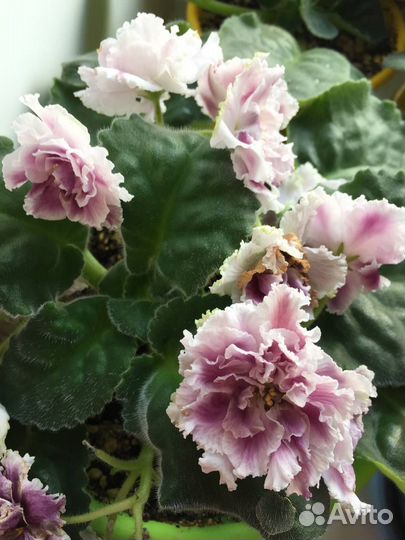 Сортовые фиалки