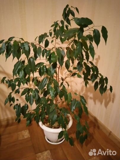 Фикус бенджамина