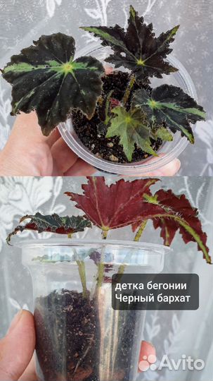 Бегония борщевиколистная Доставка
