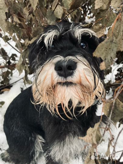 Цвергшнауцер вязка