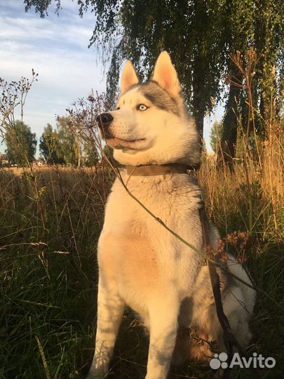 Хаски вязка