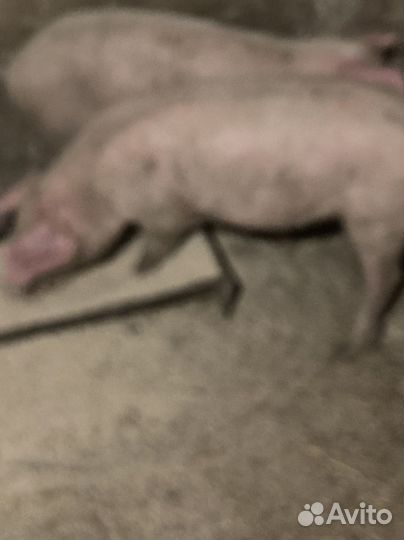 Поросята ландрас