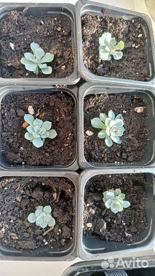 Каменный цветок