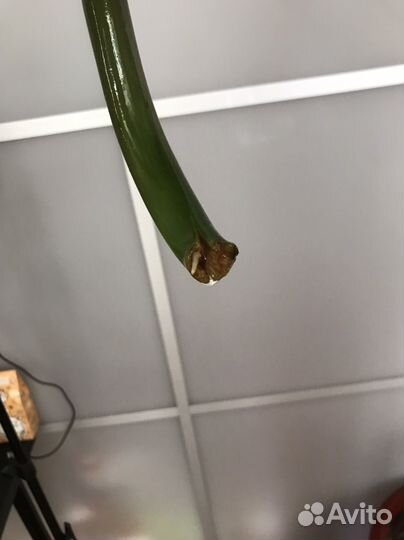 Замиокулькас (укоренившиеся)