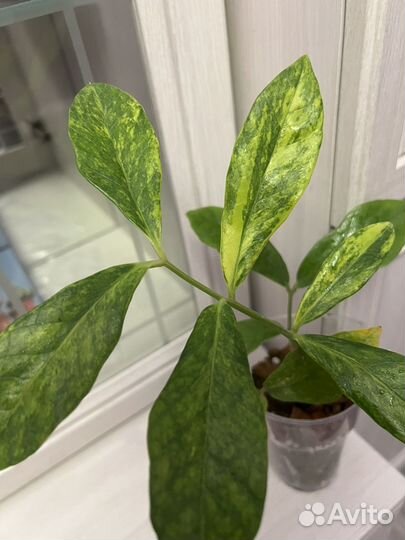 Замиокулькас Лонг лиф, Акебоно, Зензи