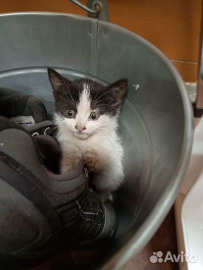 Котики маленькие