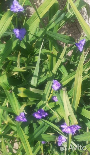 Традисканция