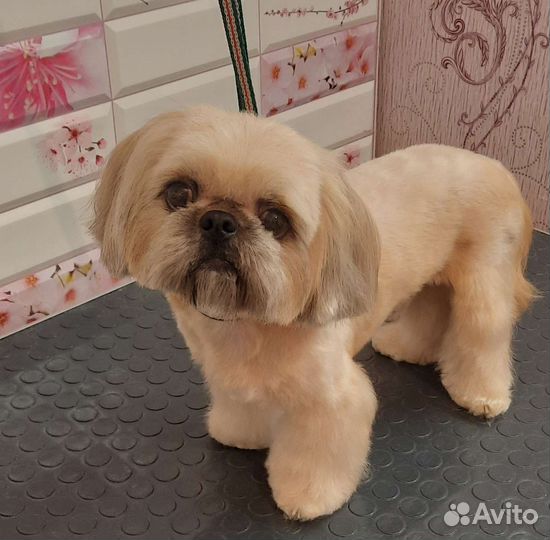 Стрижка собак и кошек
