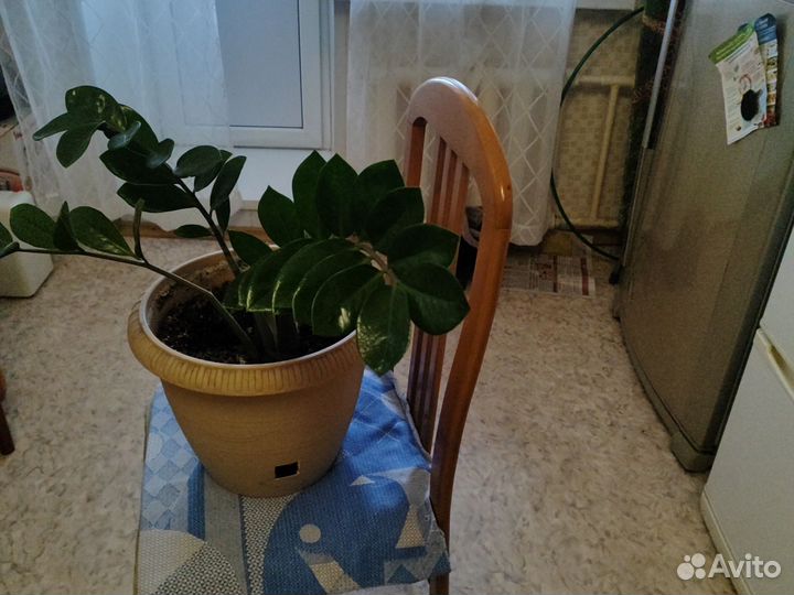 Замиокулькас