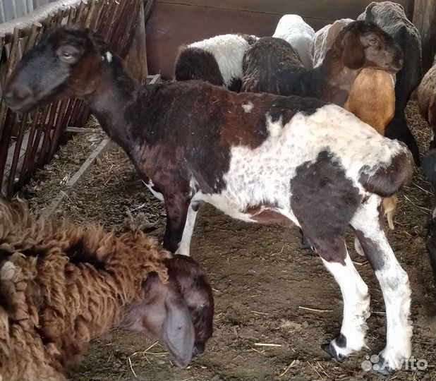 Овцы бараны