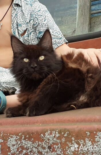 Мейн-кун кошка