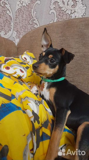 Той терьер в добрые руки