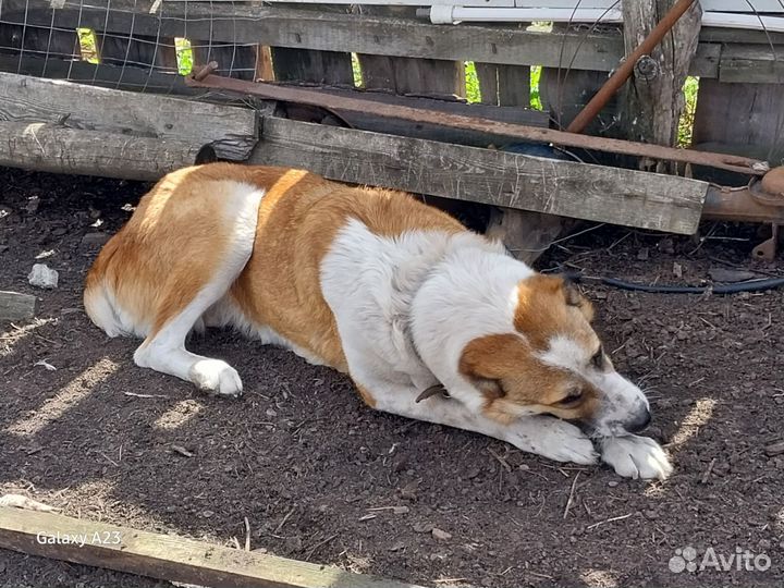 Самка породы сао,алабай