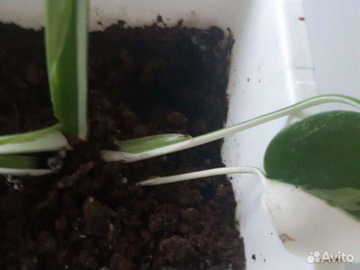 Монстера вариегатная