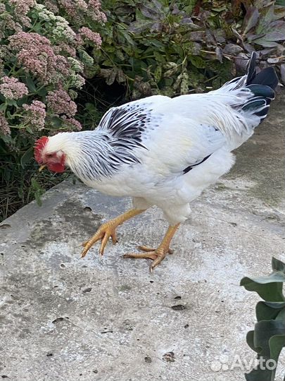 Петух адлерский