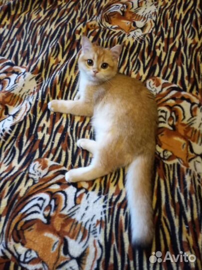 Малыши британской зотолой шиншиллы