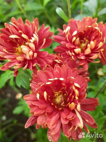 Хризантема корейская, сорт Ватра