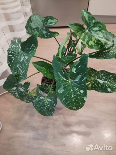 Сингониумы сортовые