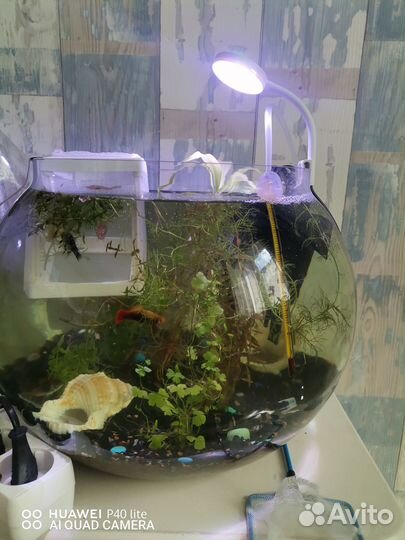 Аквариум круглый 25 л и Tetra Cascade 6.8 л