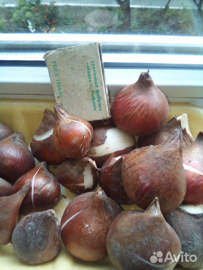 Луковицы тюльпанов