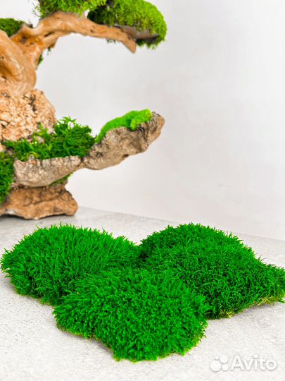 Стабилизированный мох ягель папоротник кочка