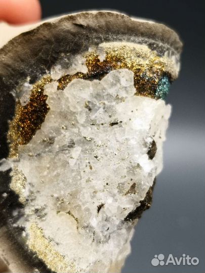 Набор волжских окаменелостей