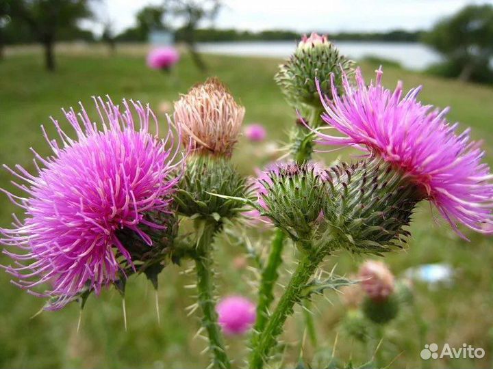 Масло расторопши сыродавленное 250 мл