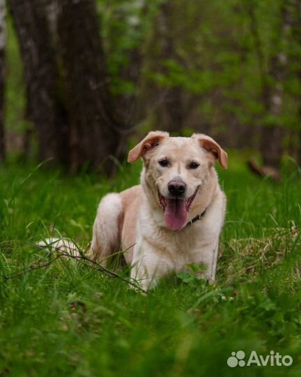 Свен ищет дом