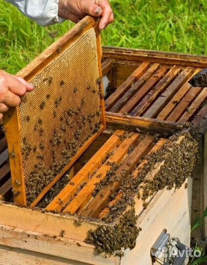 Пчелосемья