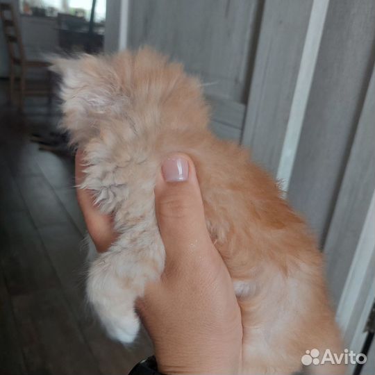 Котик рыжий