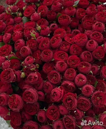 Пионовидные розы