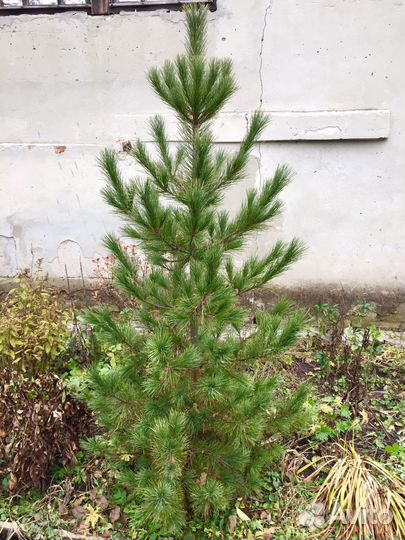 Кедр сибирский 2,5 м