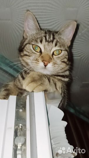 Отдадим в добрые руки