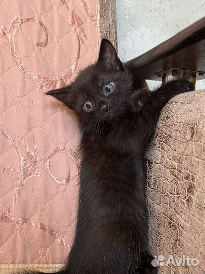 Котята в добрые руки мальчики
