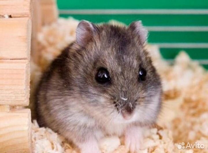 Отдам в добрый руки Хомяка