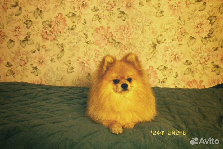 Вязка шпиц (мальчик-померанский)