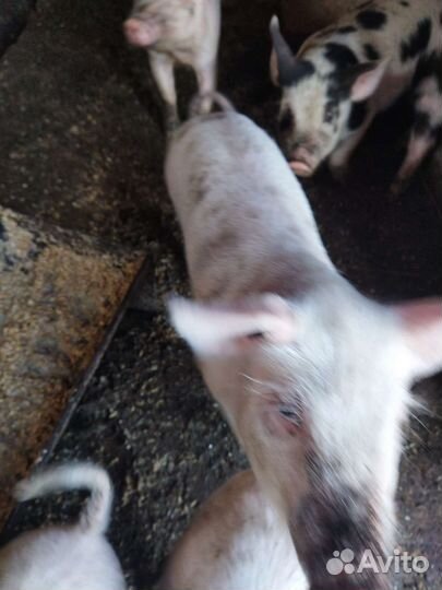 Поросенок белая русская
