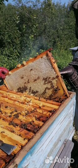 Мед в сотах 2023